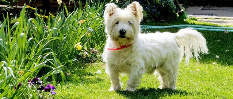 West Highland white terrier